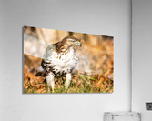 DSC09097 Edit 2 Acrylic Print