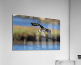 DSC08860 Edit 2 Acrylic Print