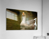AC3Y5631 Edit Acrylic Print