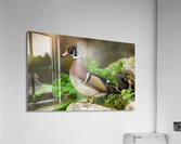 AC3Y3931 Edit 2 Acrylic Print
