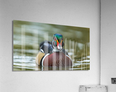 AC3Y3250 Edit 2 Acrylic Print