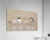 AC3Y8528 Edit Edit Acrylic Print