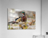 AC3Y5708 Edit Acrylic Print
