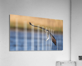 DSC08575 Edit Acrylic Print
