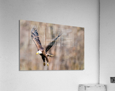DSC01063 Edit Acrylic Print