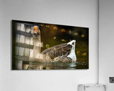 AC3Y5630 Edit Acrylic Print