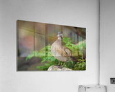 AC3Y3986 Edit 2 Acrylic Print