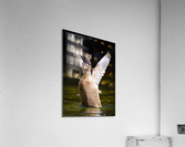 BM4A4026 Edit Edit Acrylic Print