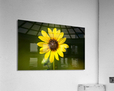  MG 5876 2 Acrylic Print