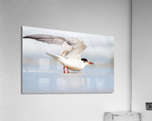  MG 3243 Acrylic Print