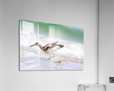  MG 3173 Acrylic Print