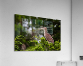  KM 0032 Acrylic Print