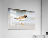  MG 3252 Acrylic Print