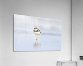  MG 3166 Acrylic Print