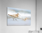  MG 3215 Acrylic Print