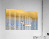AC3Y6660 Edit 2 Acrylic Print