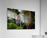  MG 2708 Edit Acrylic Print