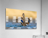 AC3Y6589 Edit 2 Acrylic Print