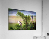  MG 2627 Acrylic Print