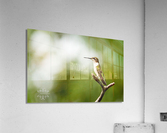  KM 0687 Edit 4 Acrylic Print