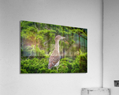  MG 2698 Acrylic Print