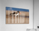  MG 5318 Edit 2 Acrylic Print
