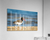  MG 5580 Edit Acrylic Print