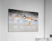  MG 3248 Acrylic Print