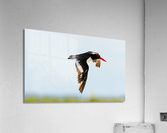  MG 5547 Edit 2 Acrylic Print
