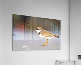  MG 3362 Acrylic Print