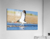 MG 5780 Acrylic Print