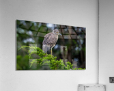  MG 2713 Acrylic Print