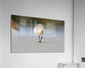  MG 3365 Acrylic Print