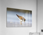  MG 3357 Acrylic Print