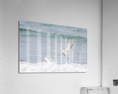  MG 3285 Acrylic Print
