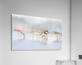  MG 3144 Acrylic Print