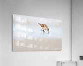 MG 3219 Acrylic Print