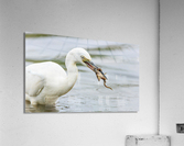  KM 0617 2 Acrylic Print
