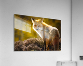  KM 1056 2 Acrylic Print