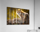  KM 1057 Acrylic Print