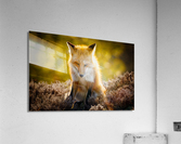  KM 1028 Edit 4 Acrylic Print