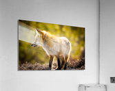  KM 1018 Edit Acrylic Print