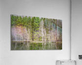 Evergreen Acrylic Print
