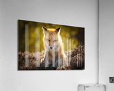  KM 1028 Acrylic Print