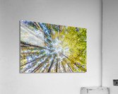 DP2L6911 Acrylic Print