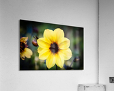 DP2L0490 Acrylic Print