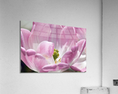 DP2L4003 Acrylic Print