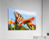 DP2L0223 Acrylic Print