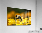 DP2L2276 Acrylic Print