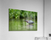 DSC05997 1 Acrylic Print